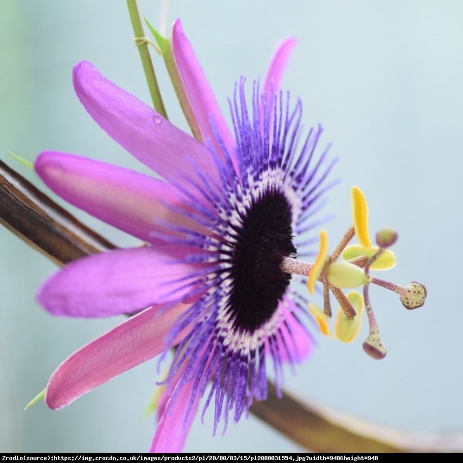 Męczennica Lavender Lady - Passiflora Lavender Lady