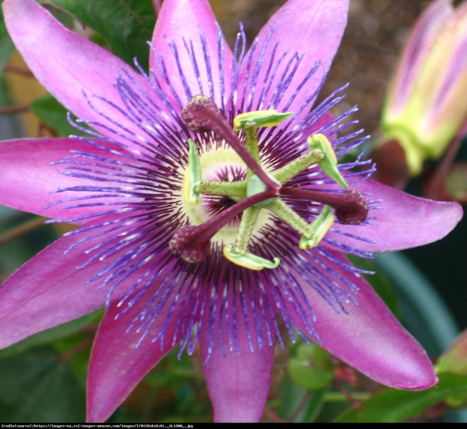 Męczennica Lavender Lady - Passiflora Lavender Lady