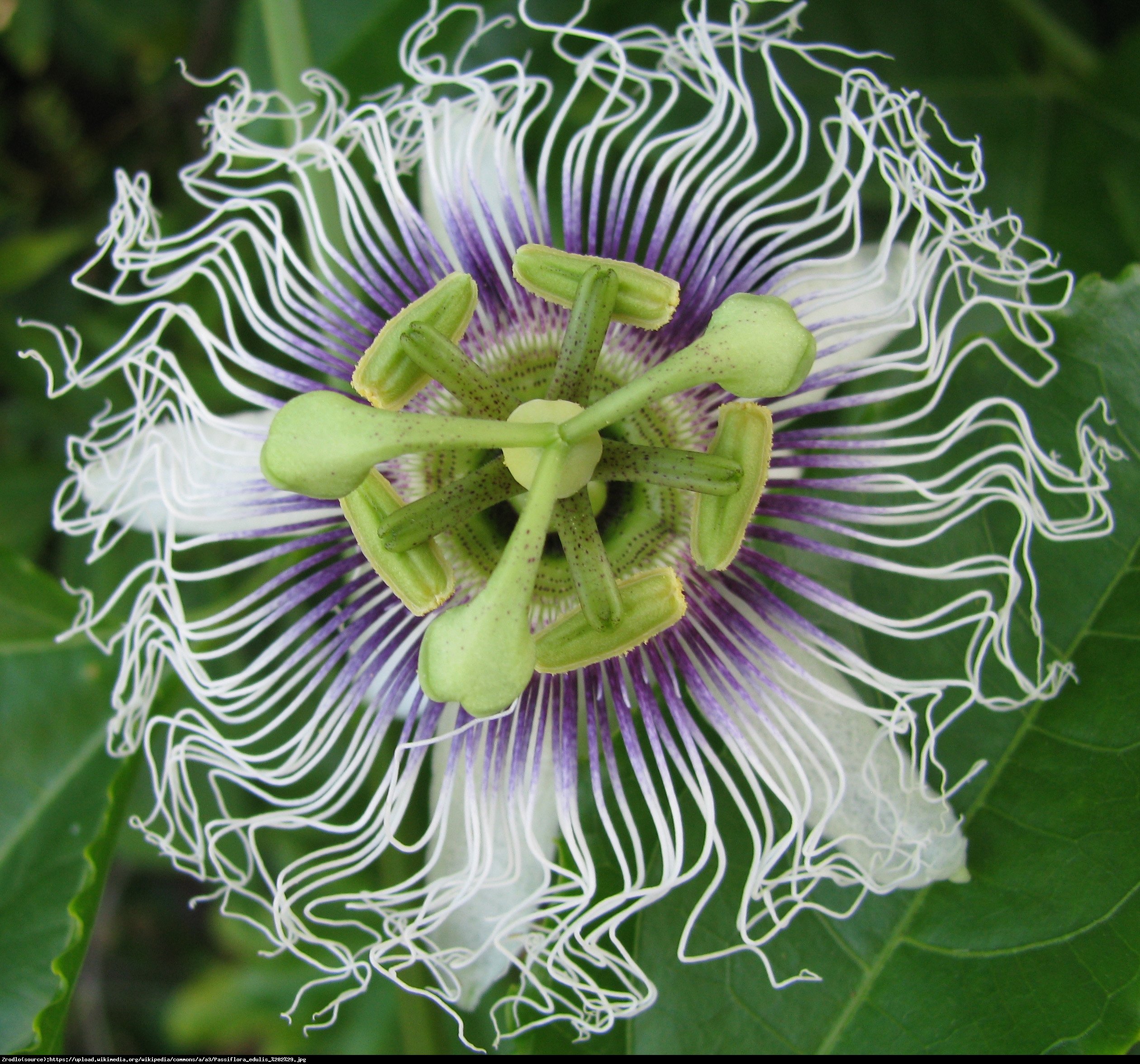 Męczennica jadalna MARAKUJA - Passiflora edulis