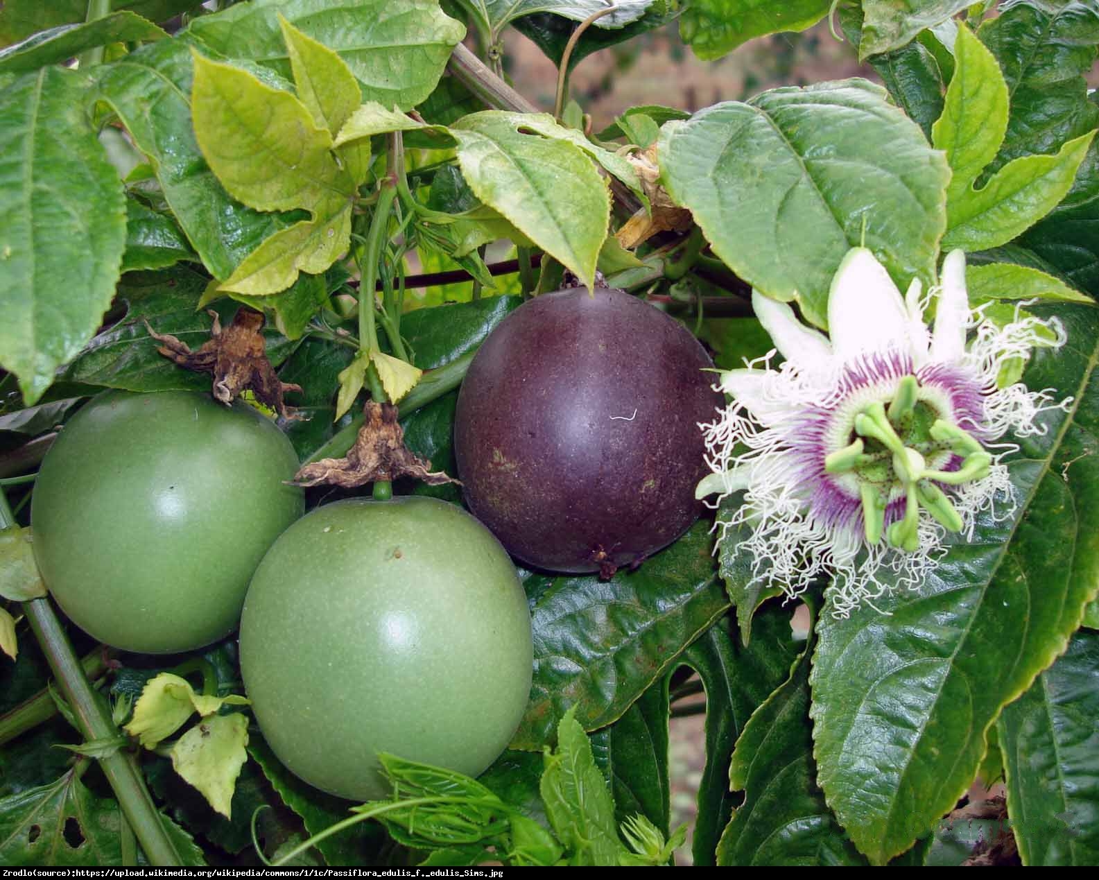 Męczennica jadalna MARAKUJA - Passiflora edulis