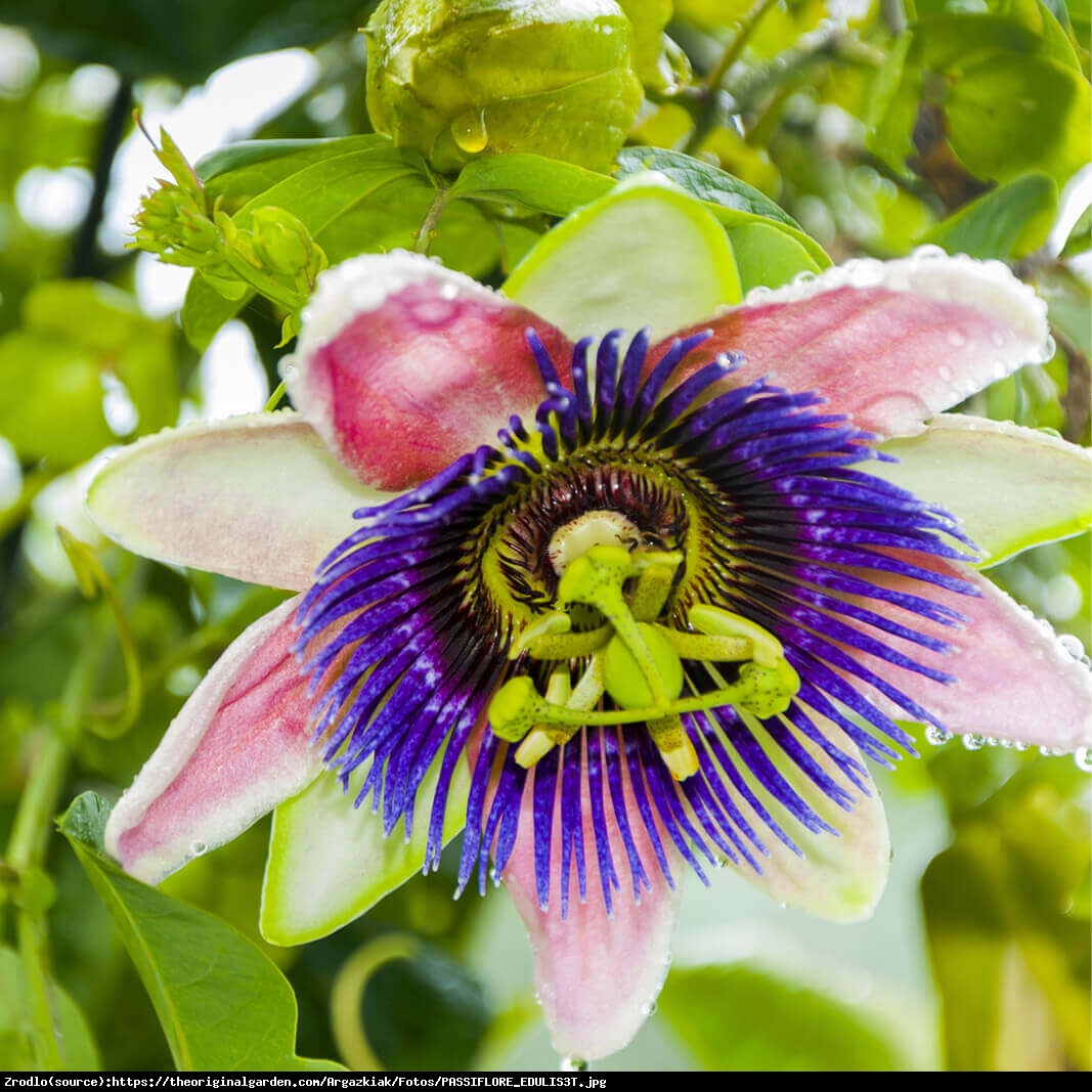 Męczennica jadalna MARAKUJA - Passiflora edulis