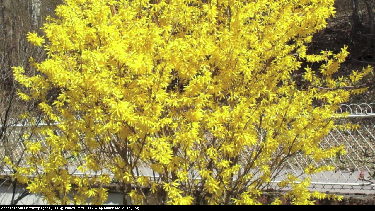 Forsycja Fiesta  - Forsythia Fiesta 