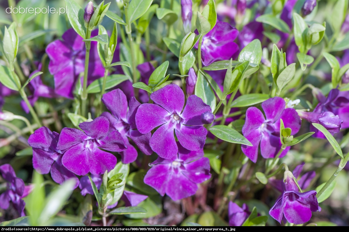 Barwinek pospolity  Atropurpurea - Vinca minor  Atropurpurea 