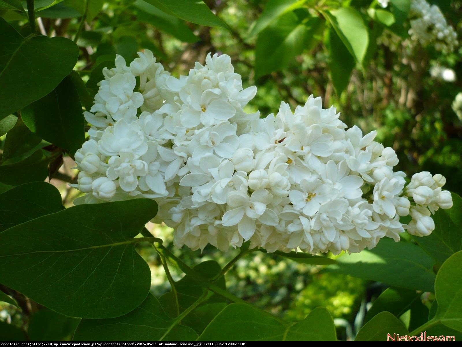 lilak pospolity  Mme Lemoine  - Syringa vulgaris  Mme Lemoine 