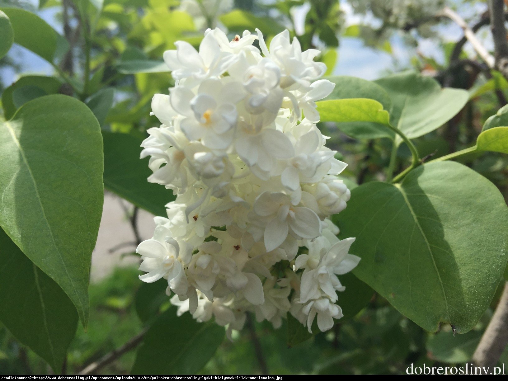 lilak pospolity  Mme Lemoine  - Syringa vulgaris  Mme Lemoine 