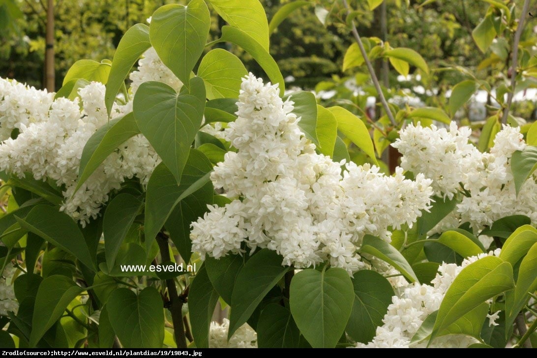 lilak pospolity  Mme Lemoine  - Syringa vulgaris  Mme Lemoine 