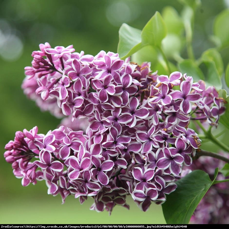 Bez - lilak pospolity  Sensation  - Syringa vulgaris  Sensation 