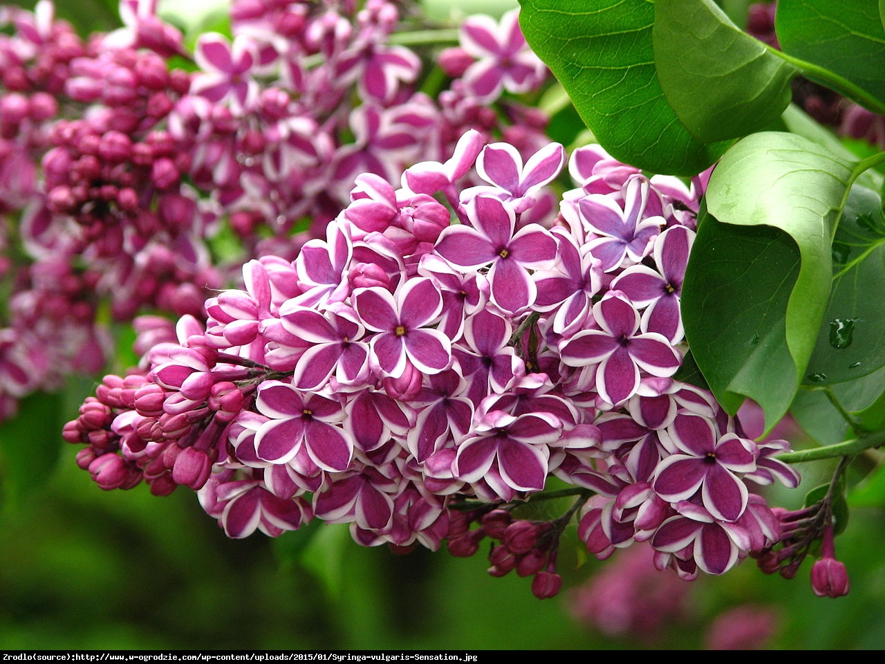 Bez - lilak pospolity  Sensation  - Syringa vulgaris  Sensation 