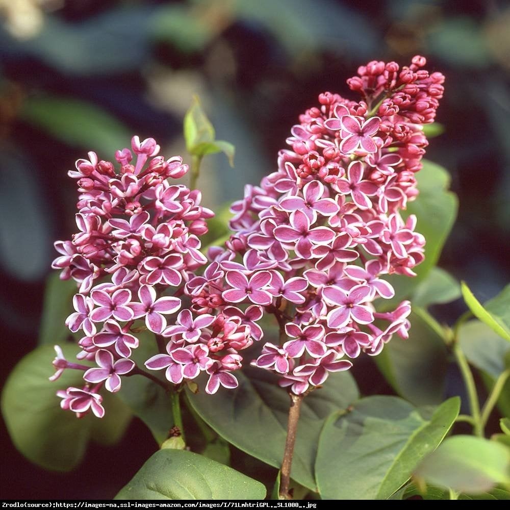 Bez - lilak pospolity  Sensation  - Syringa vulgaris  Sensation 