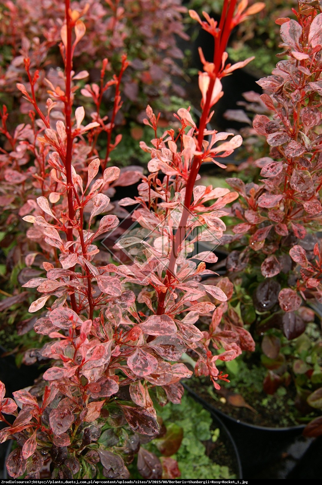 berberys Thunberga  Rosy Rocket  - Berberis thunbergii  Rosy Rocket 