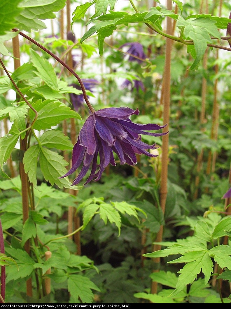 Powojnik  Purple Spider  - Clematis Purple Spider 