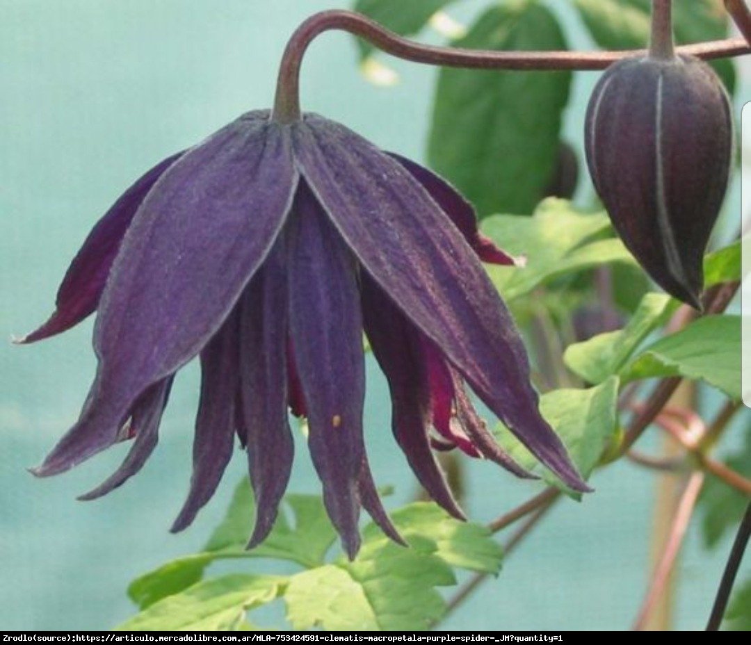 Powojnik  Purple Spider  - Clematis Purple Spider 