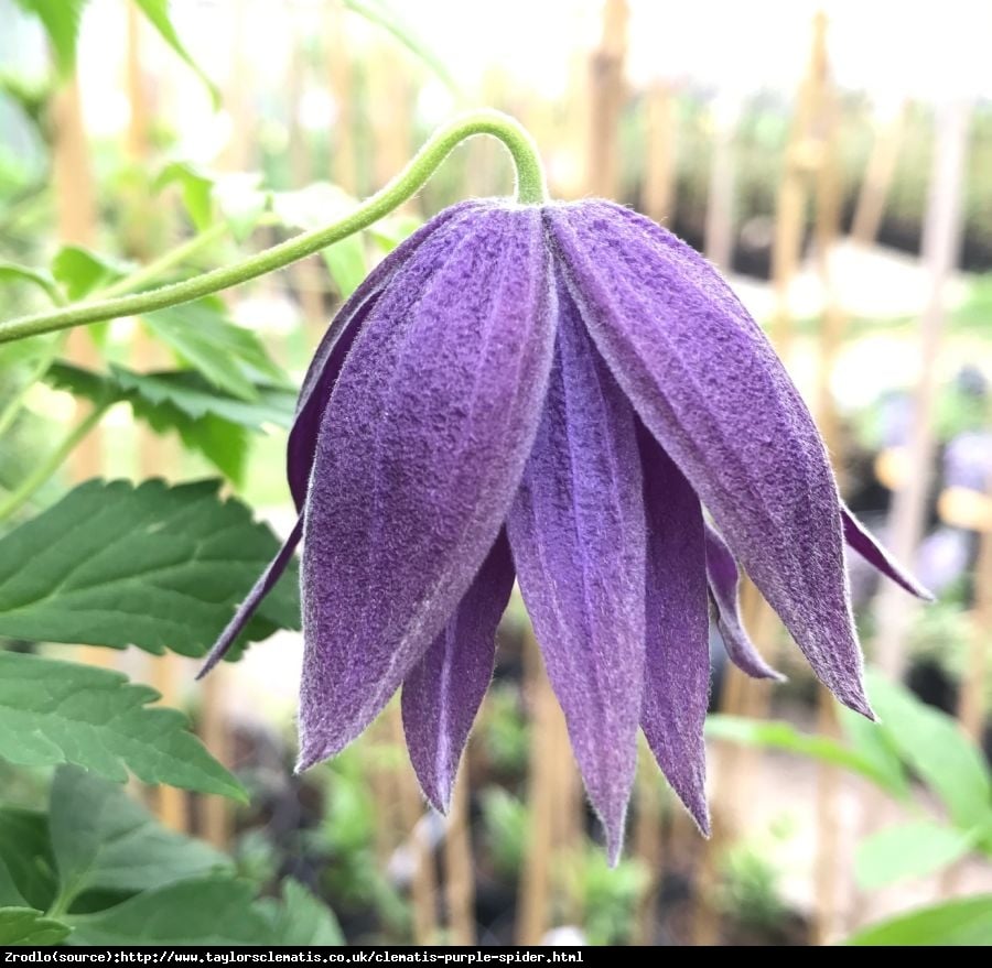 Powojnik  Purple Spider  - Clematis Purple Spider 