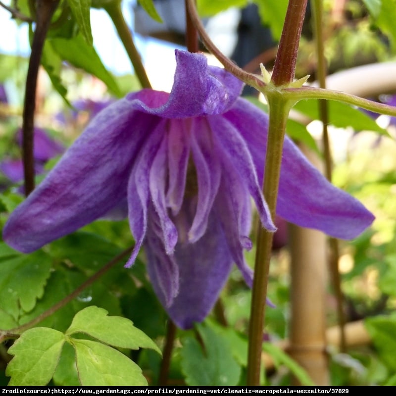 Powojnik  Purple Spider  - Clematis Purple Spider 