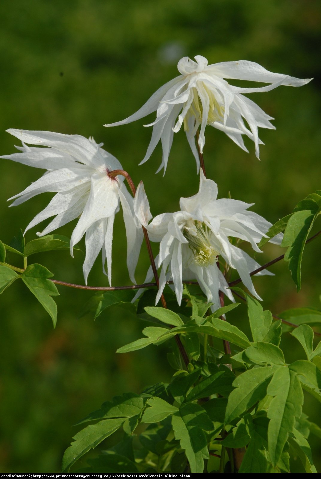 powojnik botaniczny odmiana pełnokwiatowa Albina Plena - Clematis  Albina Plena