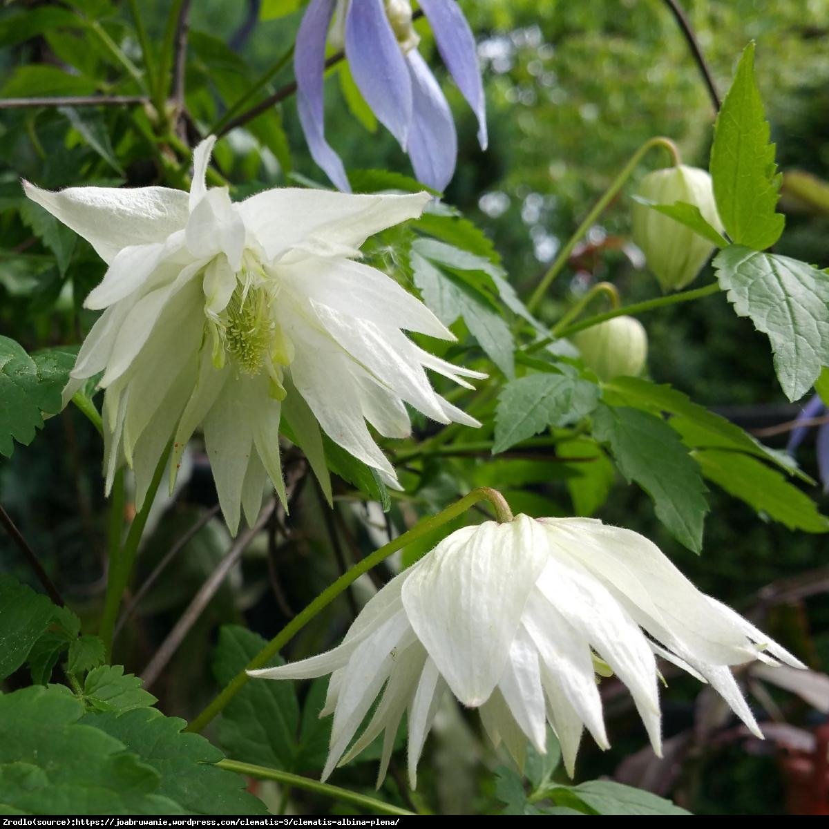 powojnik botaniczny odmiana pełnokwiatowa Albina Plena - Clematis  Albina Plena