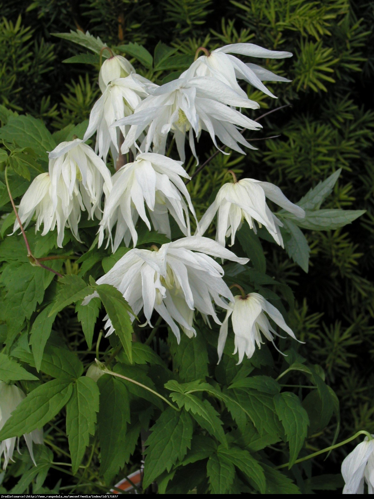 powojnik botaniczny odmiana pełnokwiatowa Albina Plena - Clematis  Albina Plena