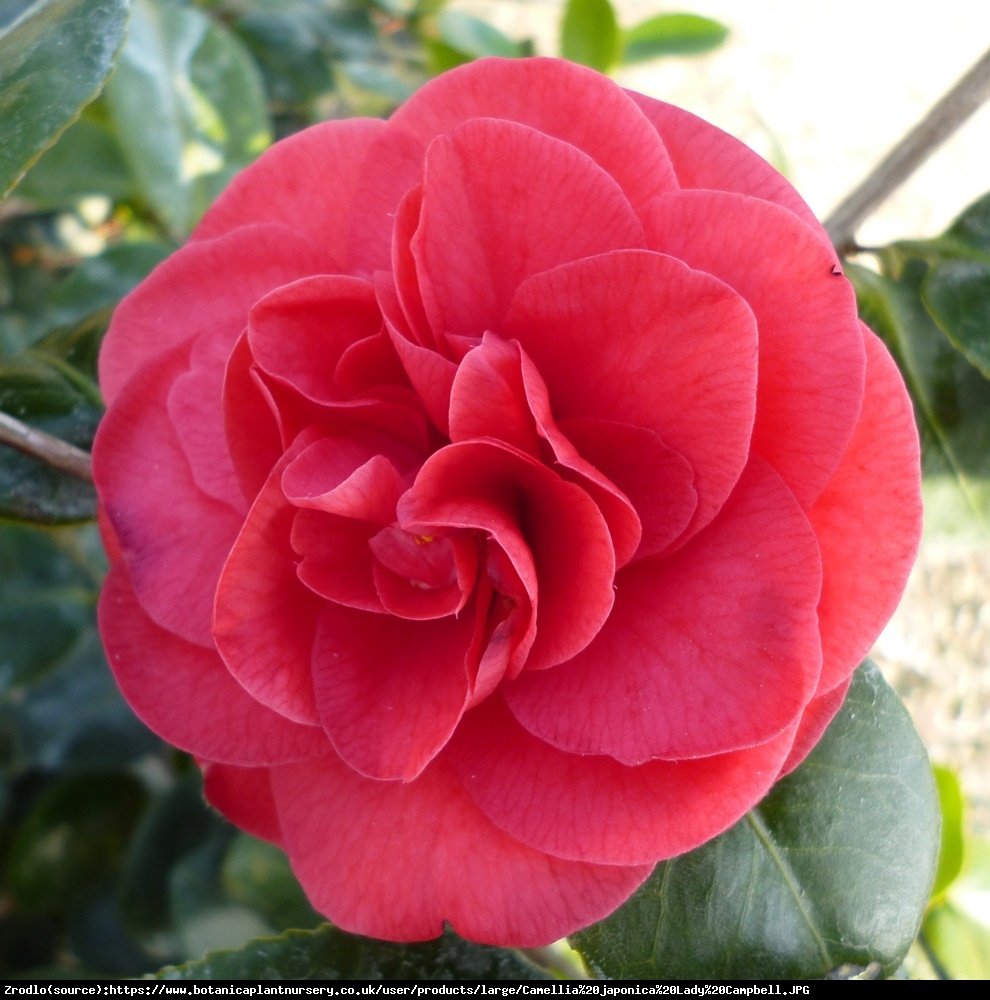 kamelia japońska Lady Campbell - Camellia japonica Lady Campbell