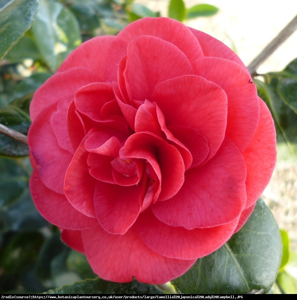 kamelia japońska Lady Campbell - Camellia japonica Lady Campbell