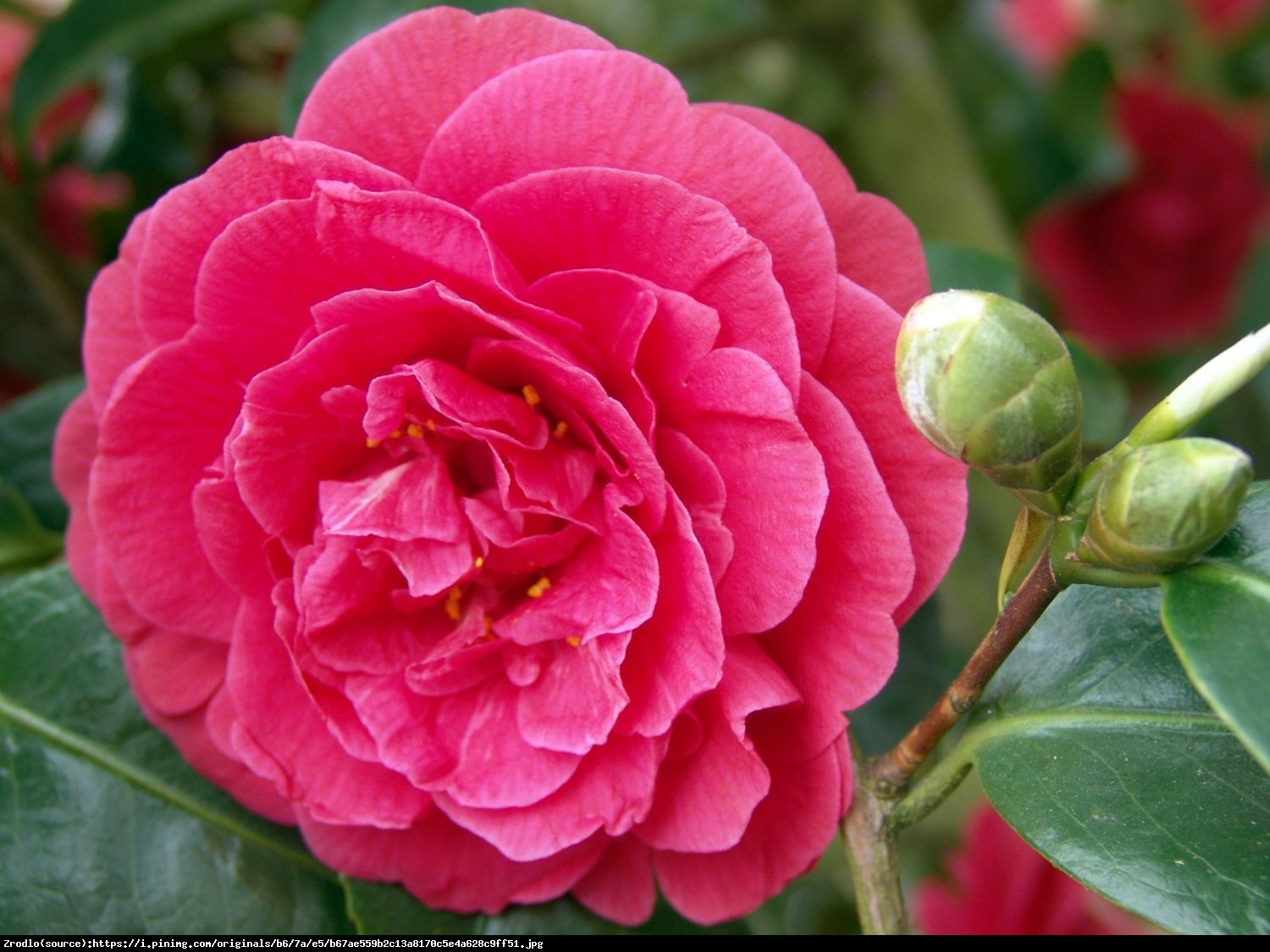 kamelia japońska Lady Campbell - Camellia japonica Lady Campbell