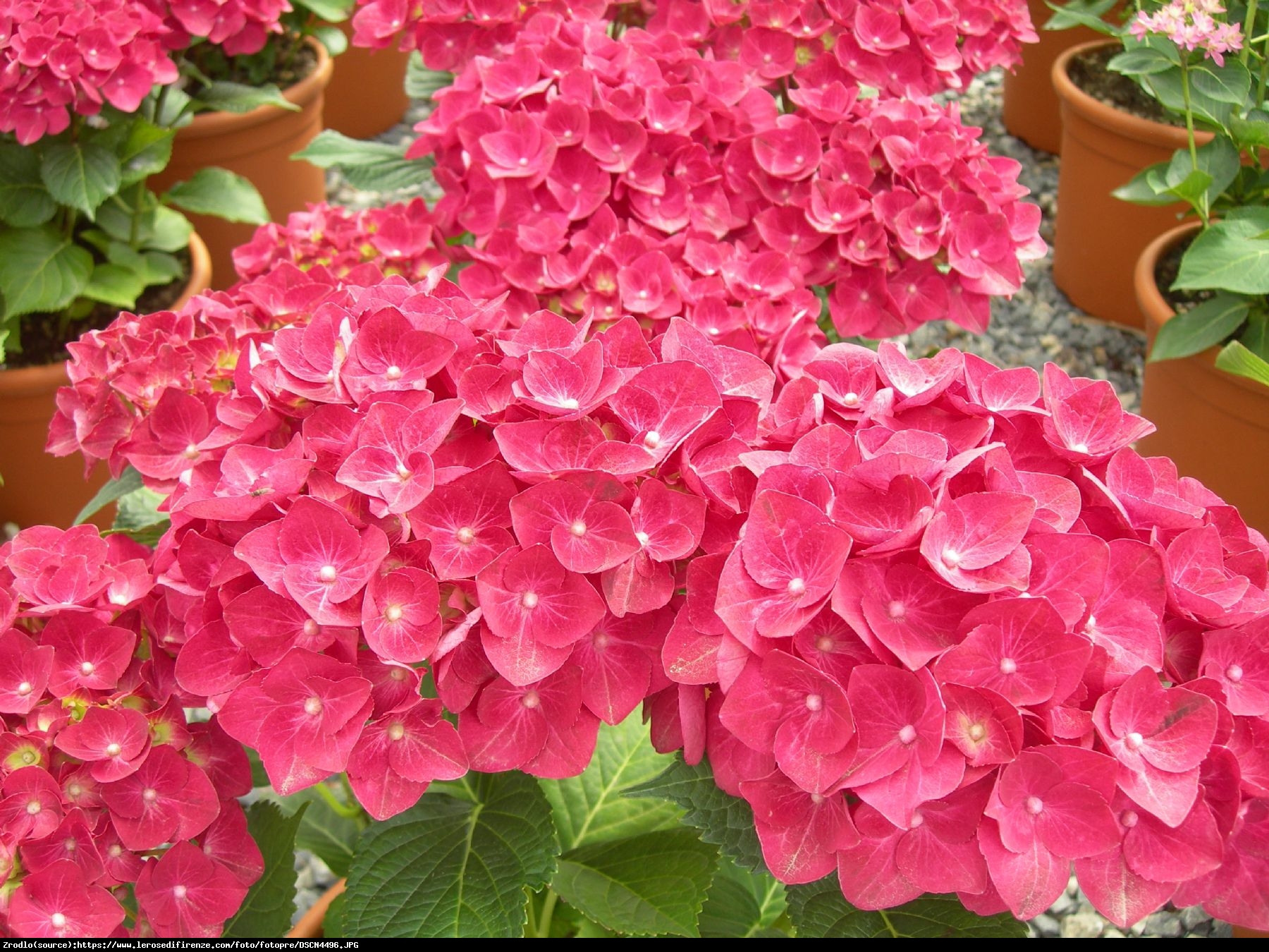 Hortensja ogrodowa Royal Red - Hydrangea macrophylla Royal Red