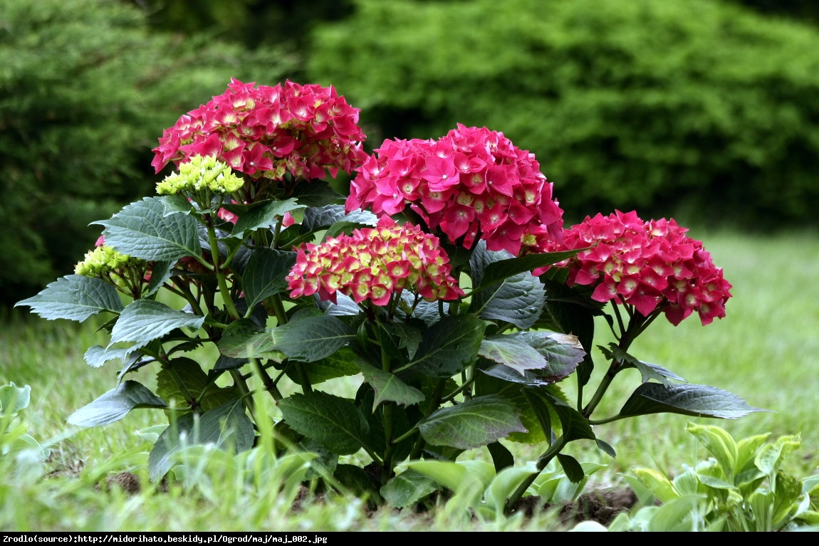 Hortensja ogrodowa Royal Red - Hydrangea macrophylla Royal Red