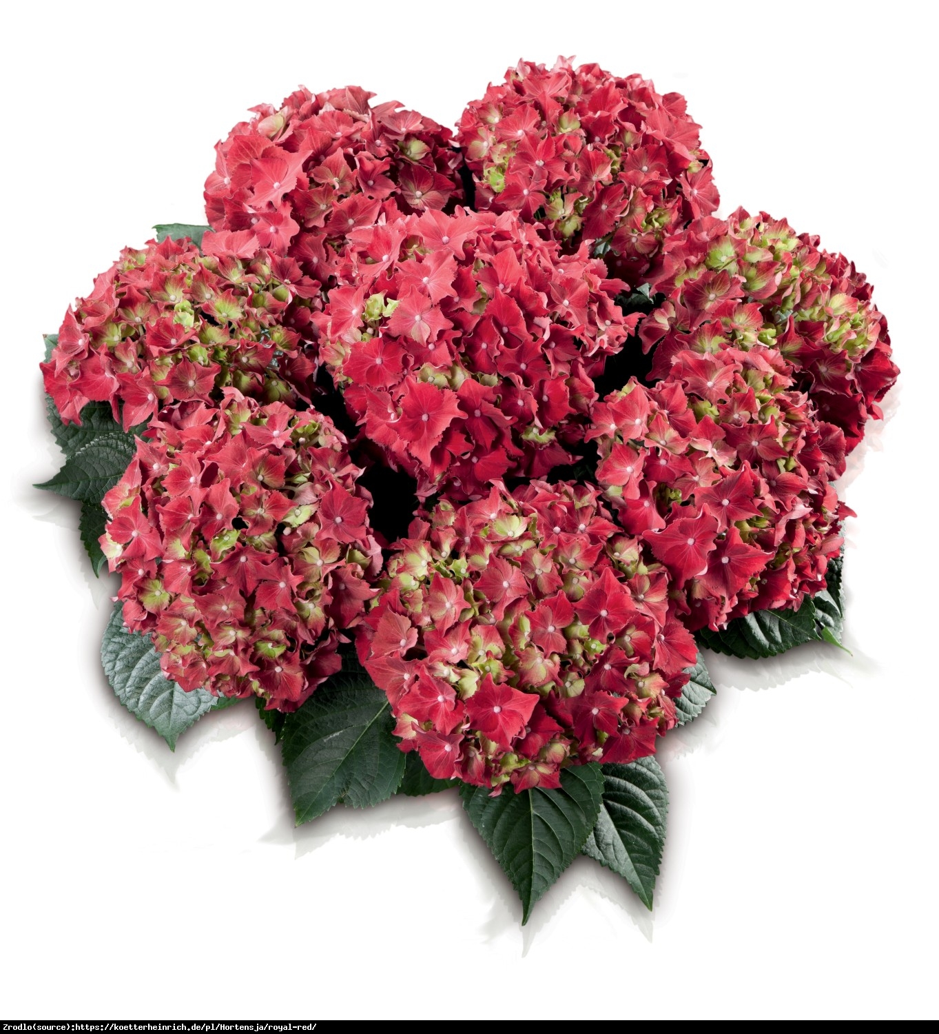 Hortensja ogrodowa Royal Red - Hydrangea macrophylla Royal Red