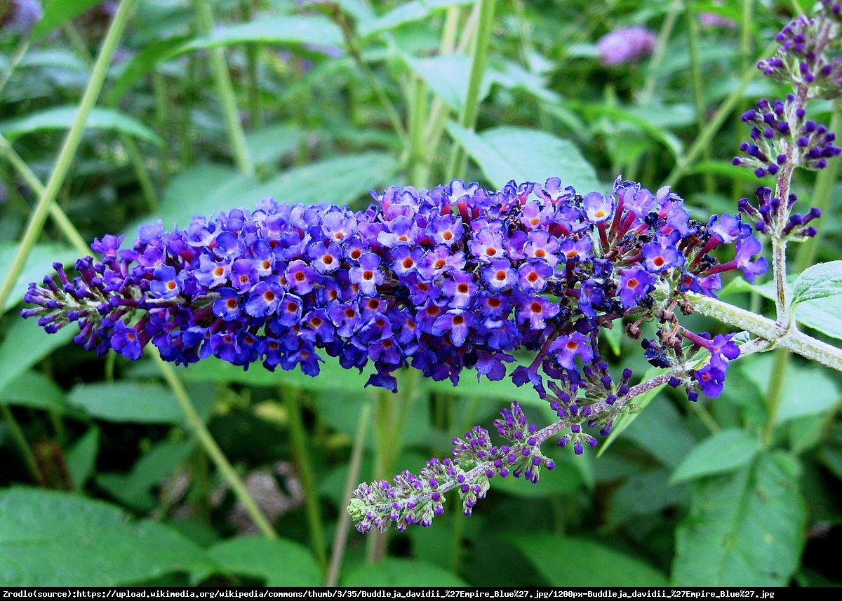 budleja Dawida Empire Blue - Buddleja davidii Empire Blue