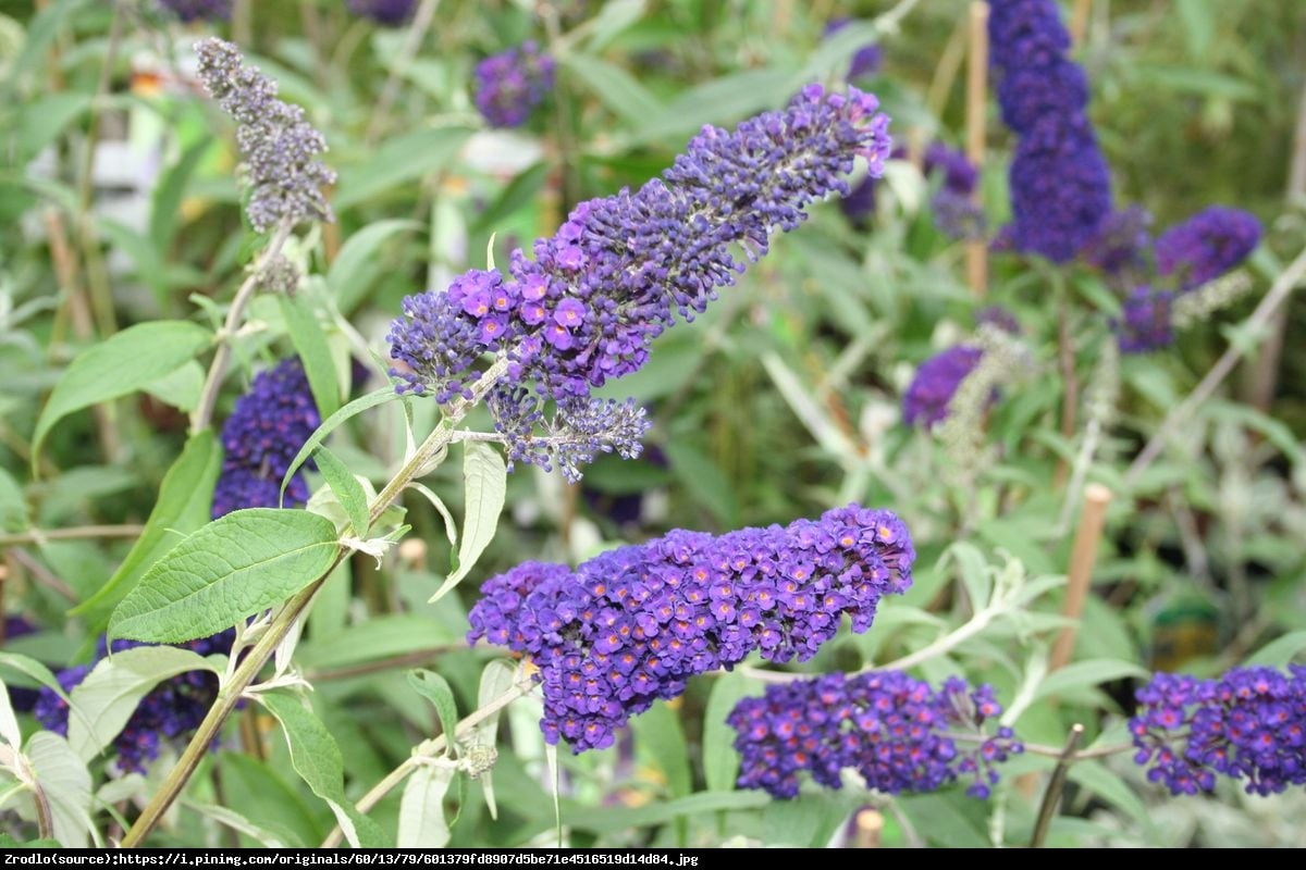 budleja Dawida Empire Blue - Buddleja davidii Empire Blue