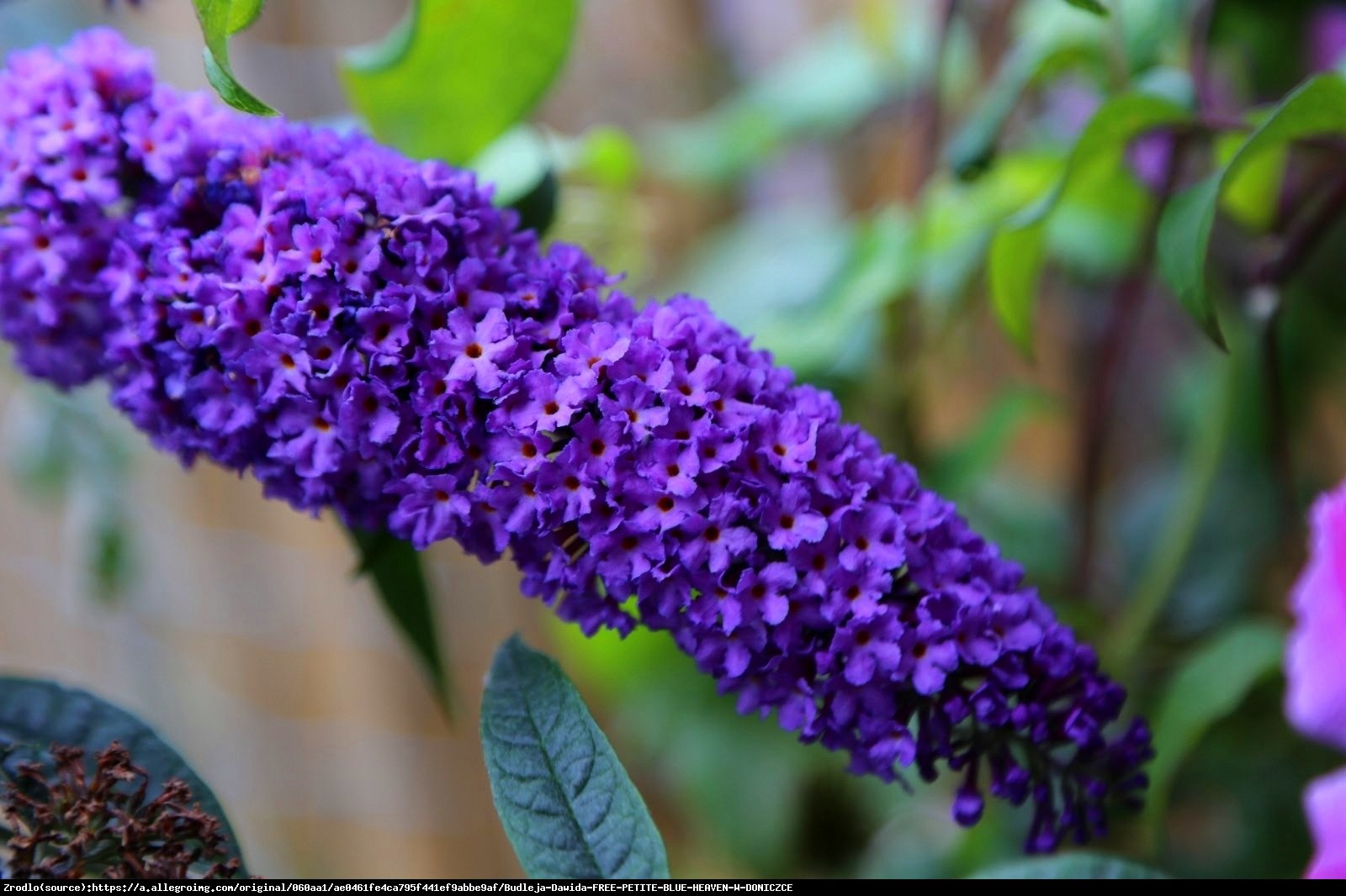 budleja Dawida Empire Blue - Buddleja davidii Empire Blue