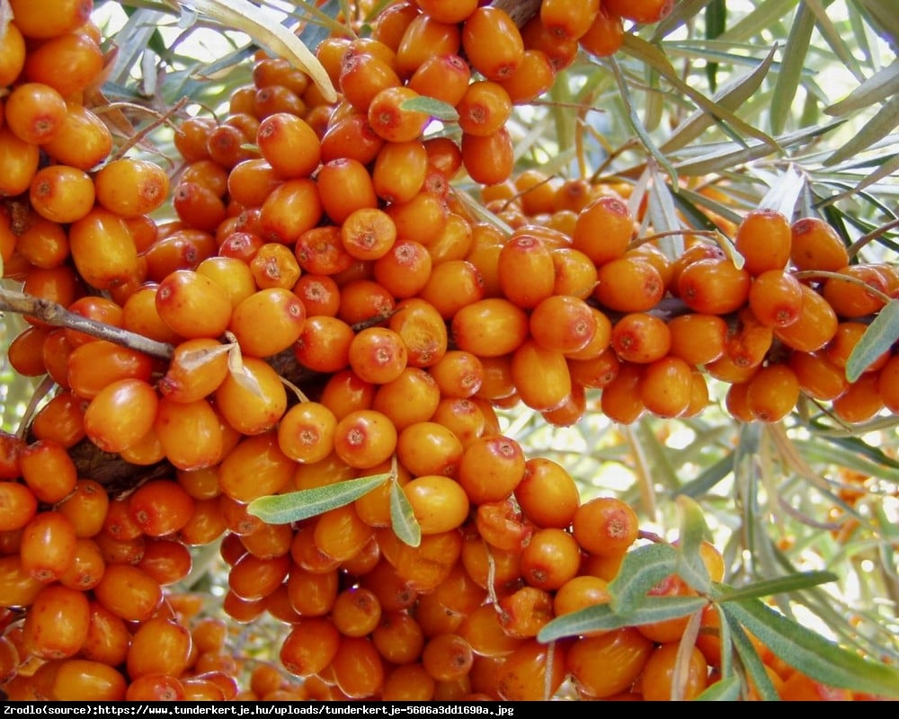 Rokitnik pospolity zwyczajny Frugana - Hippophae rhamnoides Frugana