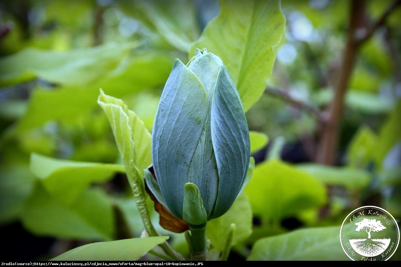 magnolia drzewiasta Blue Opal  - Magnolia acuminata  Blue Opal 