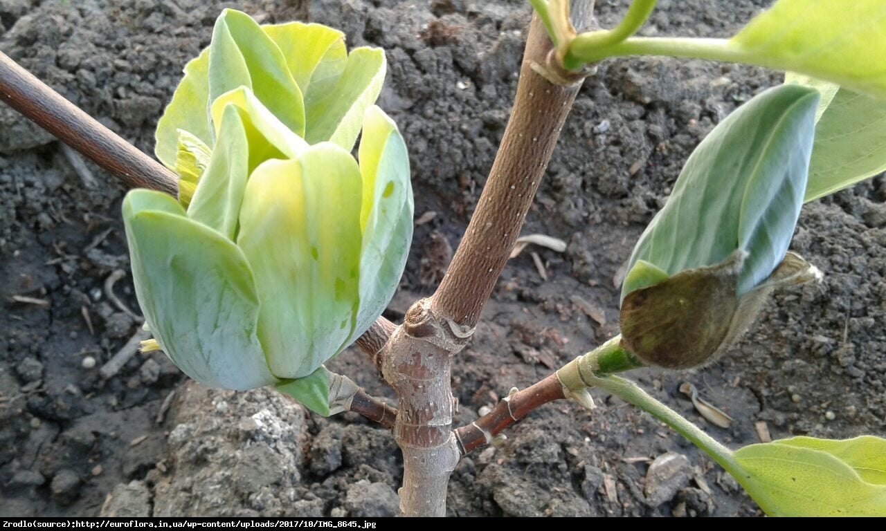 magnolia drzewiasta Blue Opal  - Magnolia acuminata  Blue Opal 