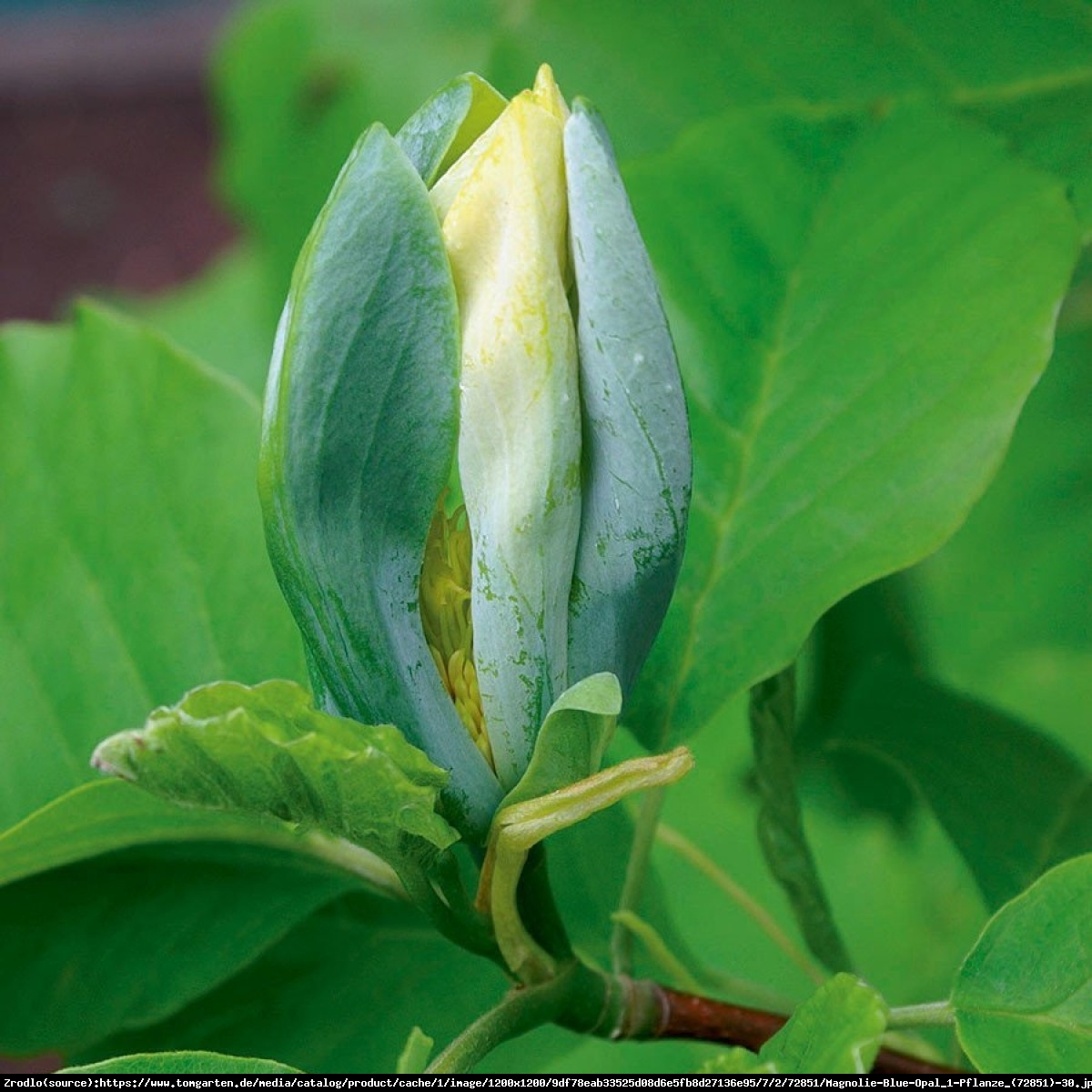 magnolia drzewiasta Blue Opal  - Magnolia acuminata  Blue Opal 