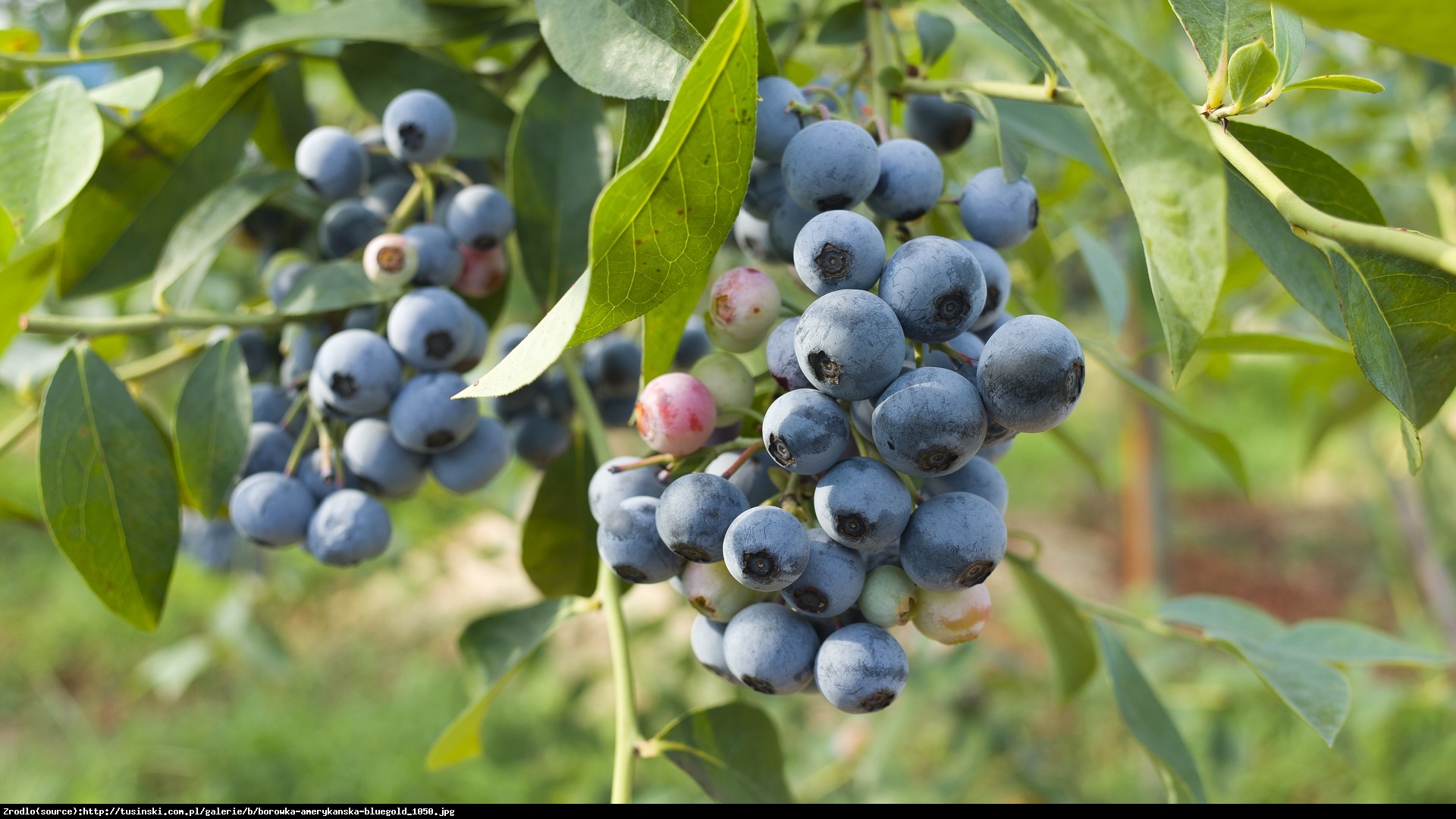 Borówka amerykańska Bluegold 3 letnia - Vaccinium corymbosum Bluegold