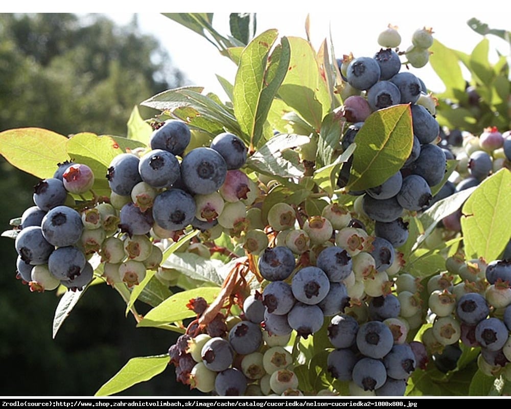 Borówka amerykańska Nelson 3l - Vaccinium corymbosum Nelson 3l