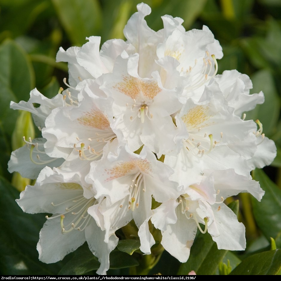 Różanecznik Cunningham’s White - Rododendron Cunningham’s White