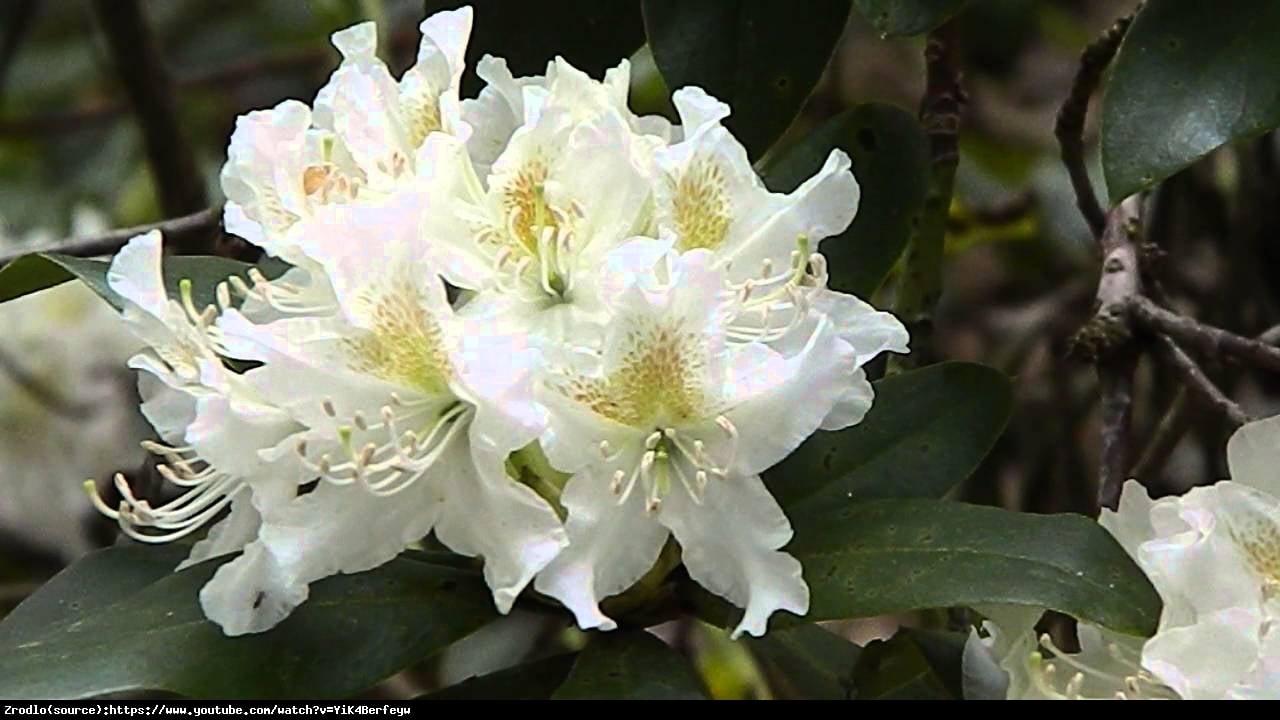 Różanecznik Cunningham’s White - Rododendron Cunningham’s White