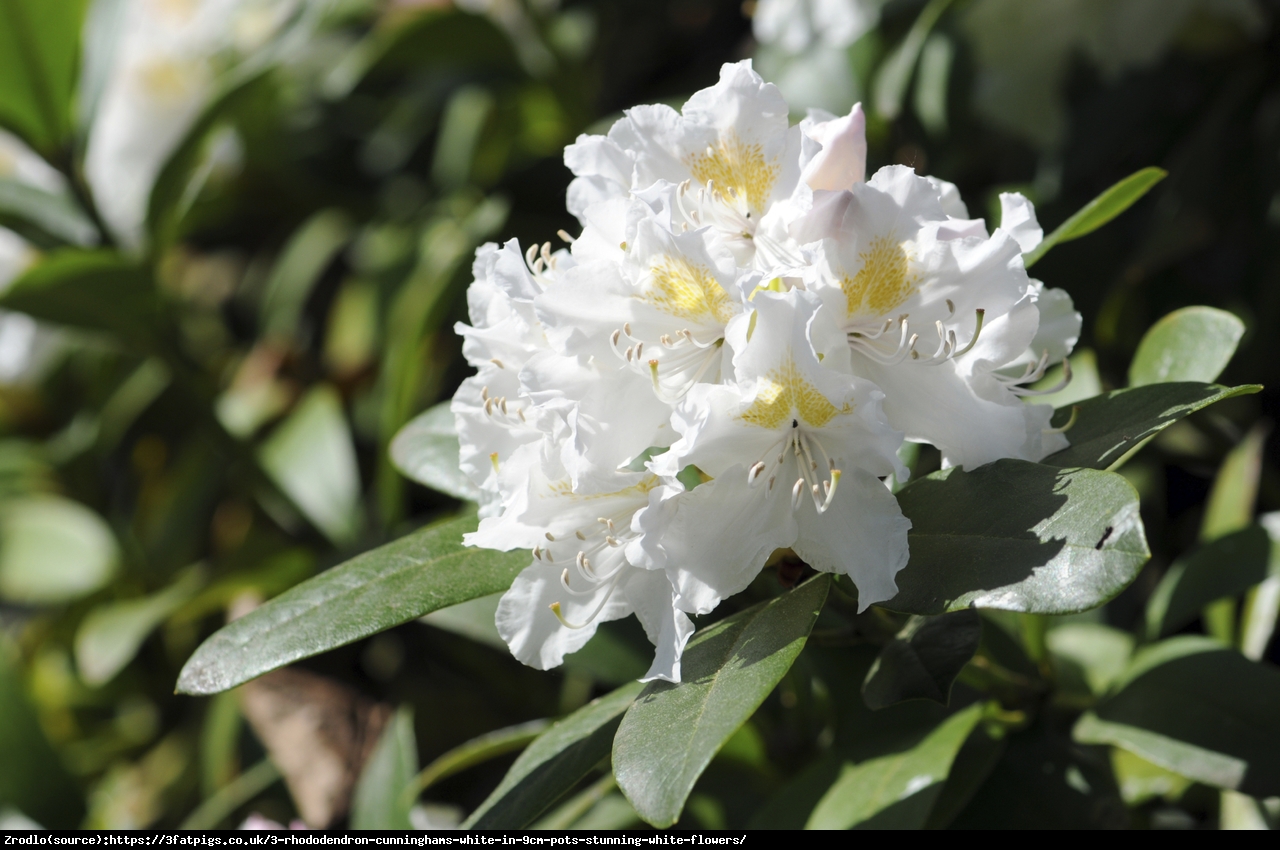 Różanecznik Cunningham’s White - Rododendron Cunningham’s White