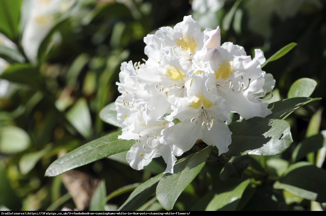 Różanecznik Cunningham’s White - Rododendron Cunningham’s White