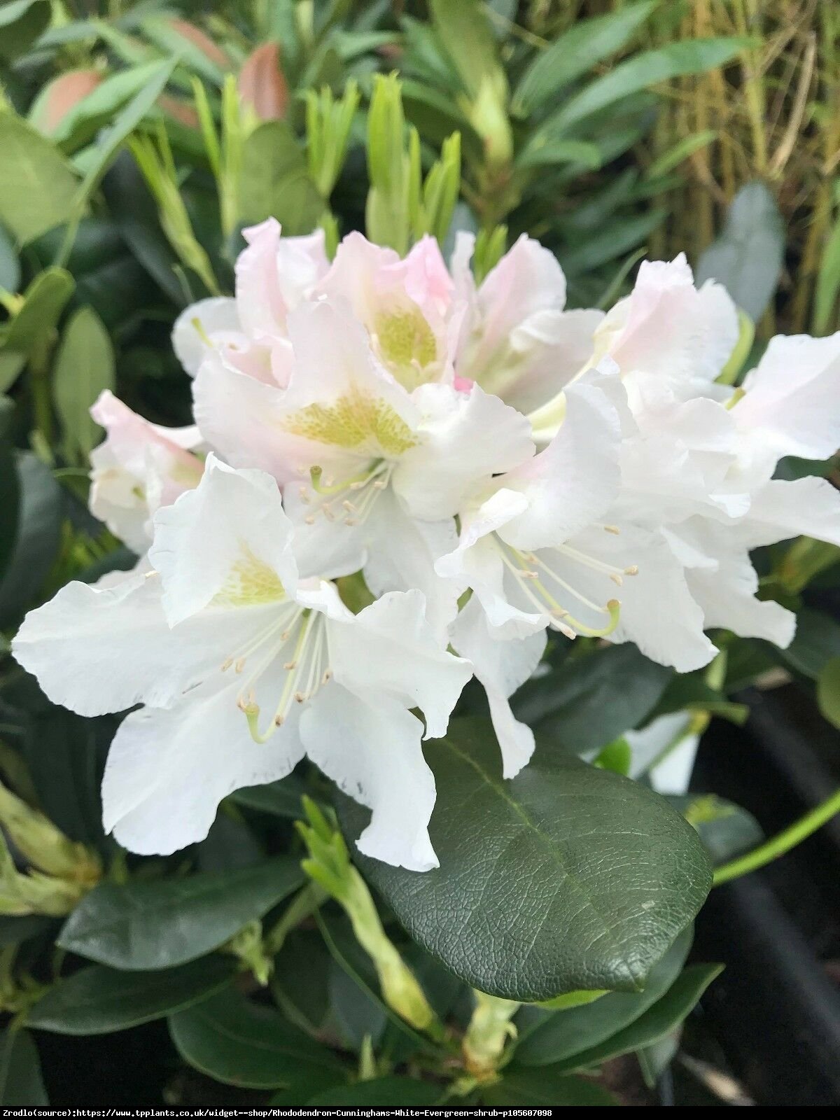 Różanecznik Cunningham’s White - Rododendron Cunningham’s White