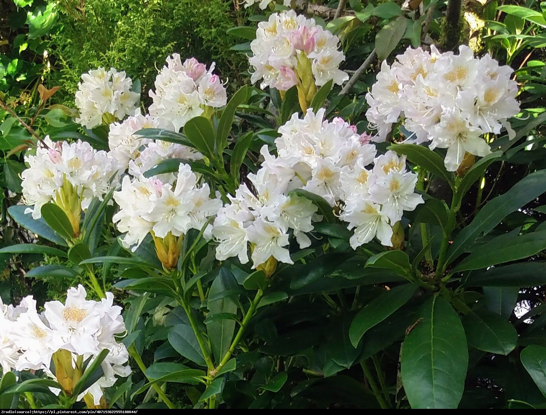 Różanecznik Cunningham’s White - Rododendron Cunningham’s White