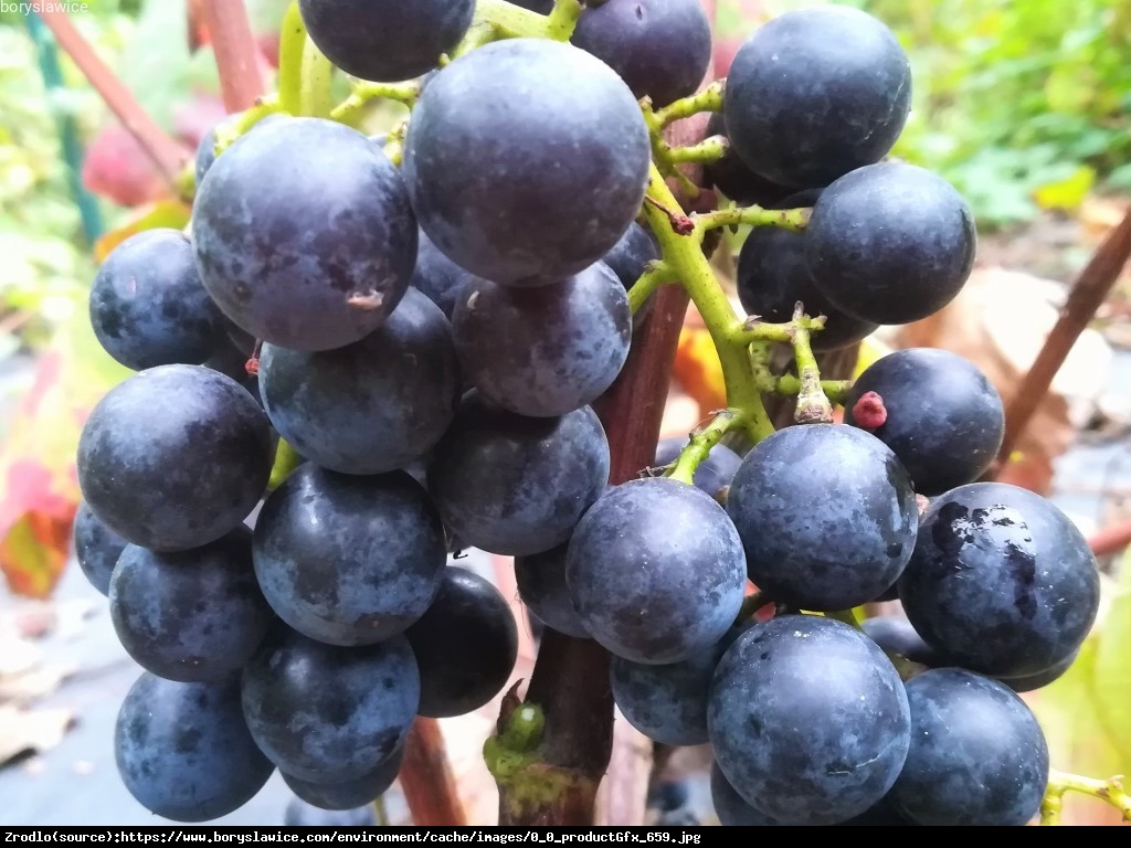 Winorośl winogrona Buffalo - Vitis Buffalo