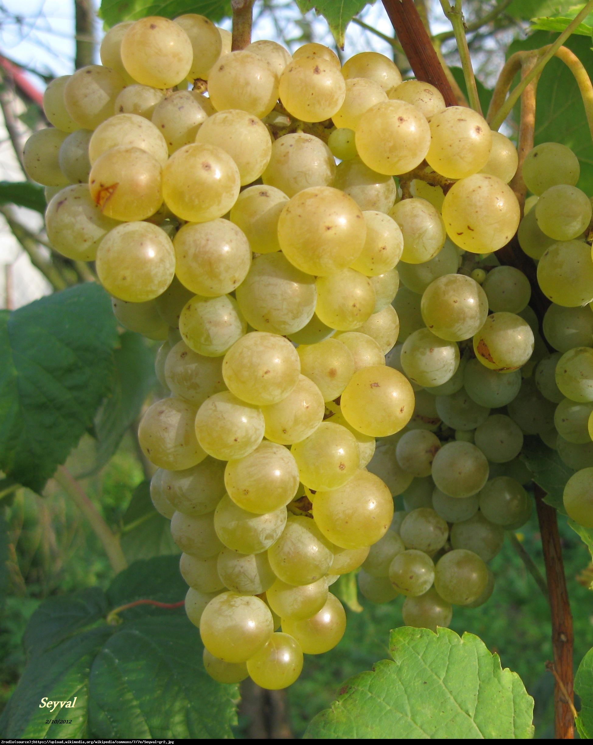 Winorośl winogrono Seyval blanc - Vitis Seyval blanc