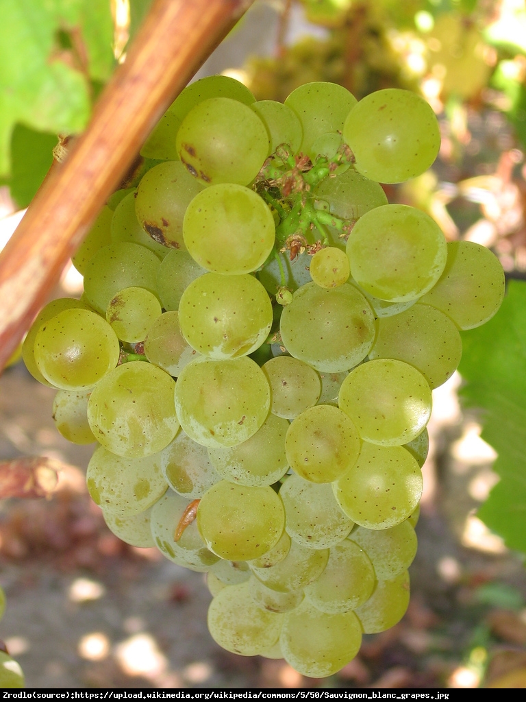 Winorośl winogrono Seyval blanc - Vitis Seyval blanc