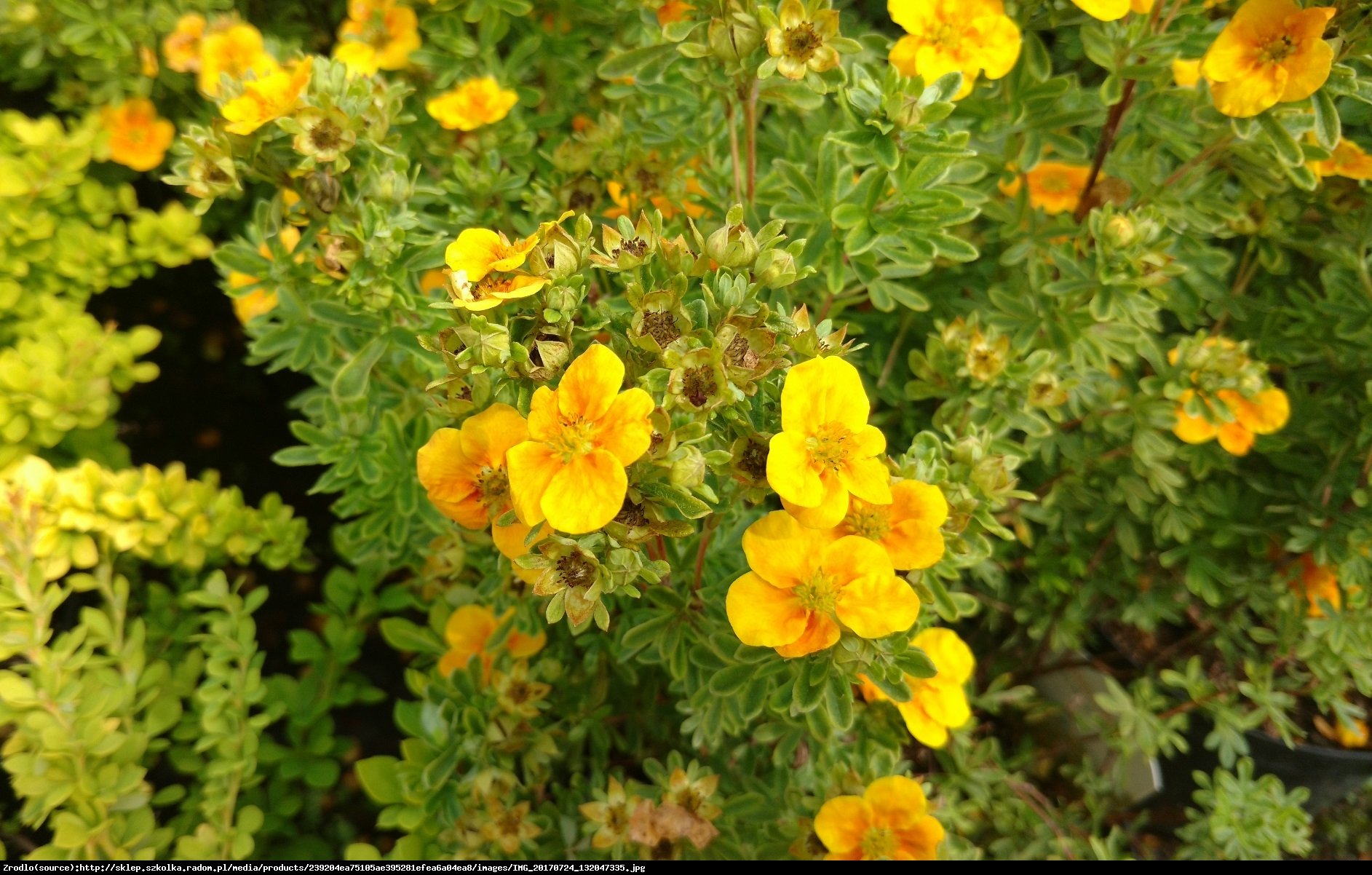 pięciornik krzewiasty MANGO TANGO - Potentilla fruticosa MANGO TANGO