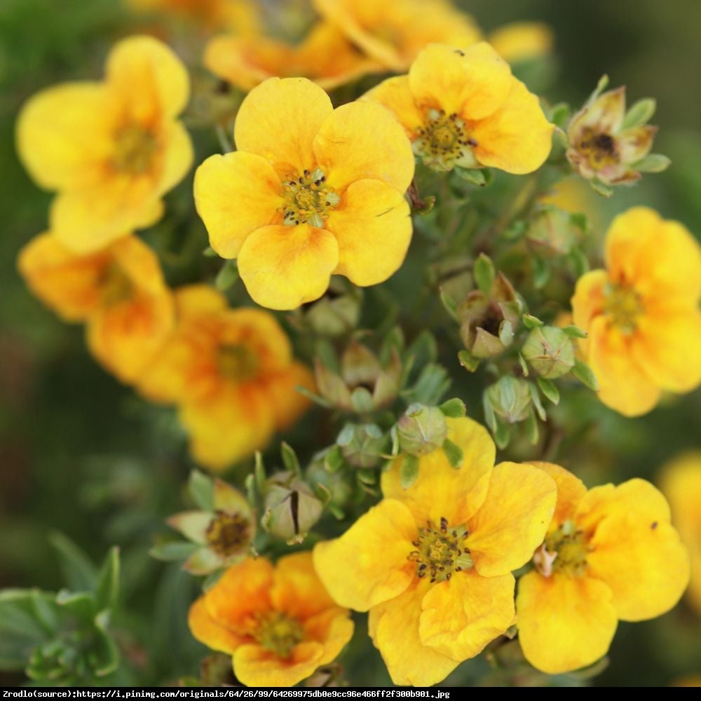 pięciornik krzewiasty MANGO TANGO - Potentilla fruticosa MANGO TANGO