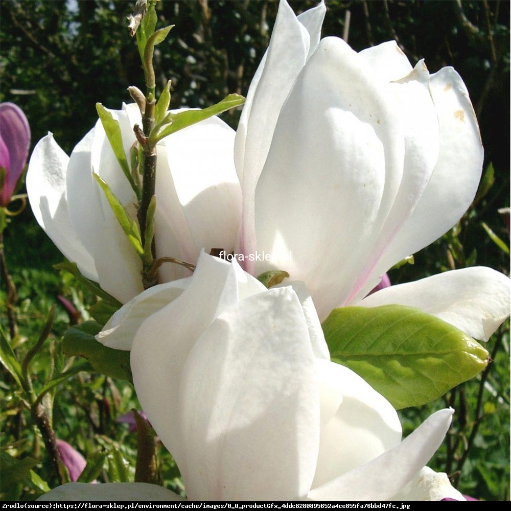 Magnolia Soulangea Lennei Alba Duża - Magnolia soulangeana Lennei Alba
