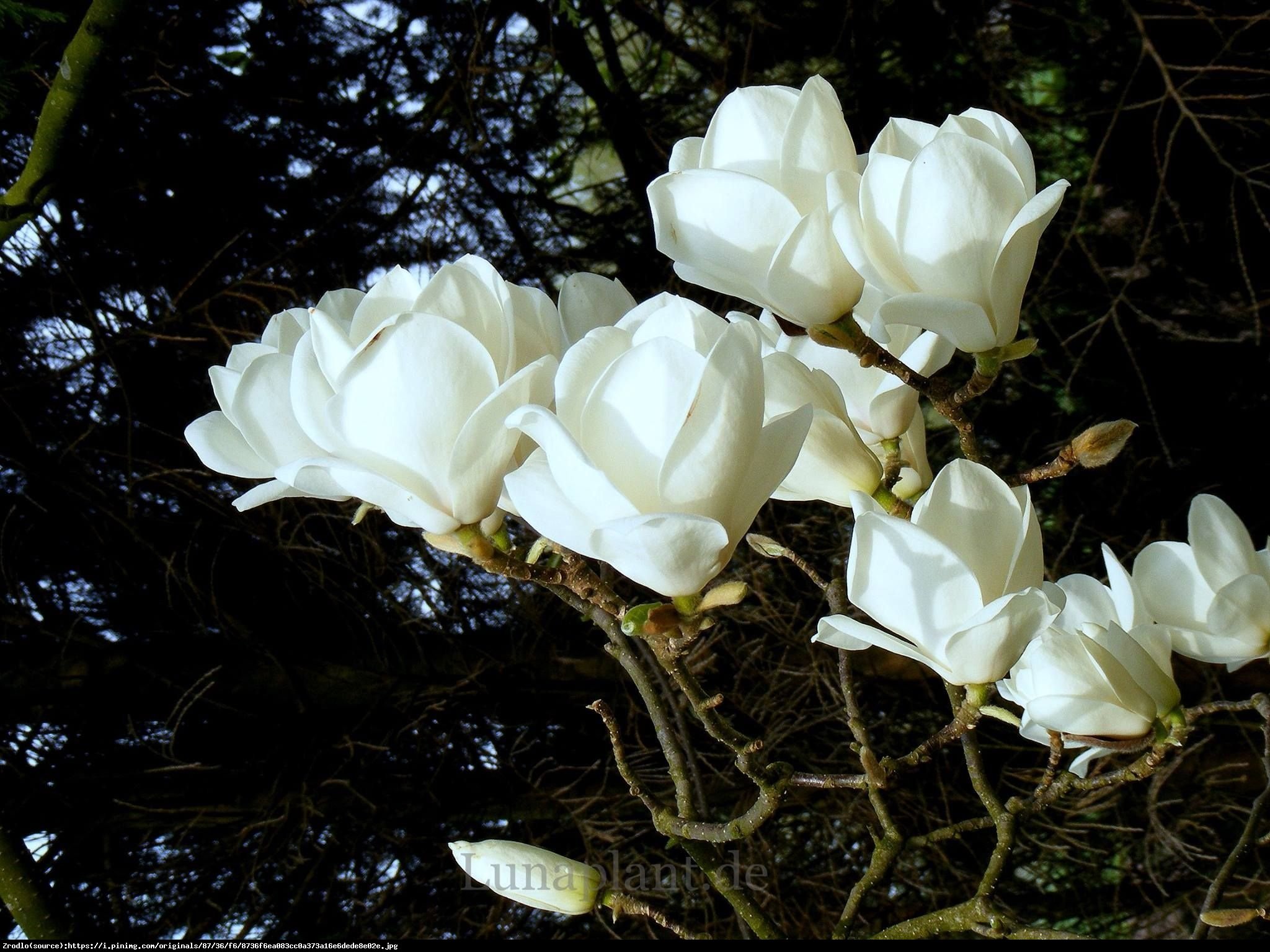 Magnolia Soulangea Lennei Alba Duża - Magnolia soulangeana Lennei Alba