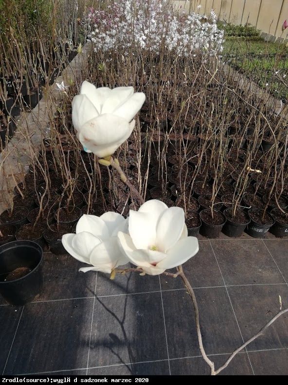 Magnolia Soulangea Lennei Alba Duża - Magnolia soulangeana Lennei Alba